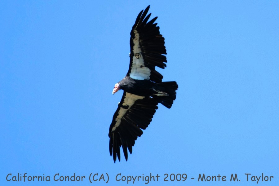 California Condor -summer adult- (Big Sur, California)