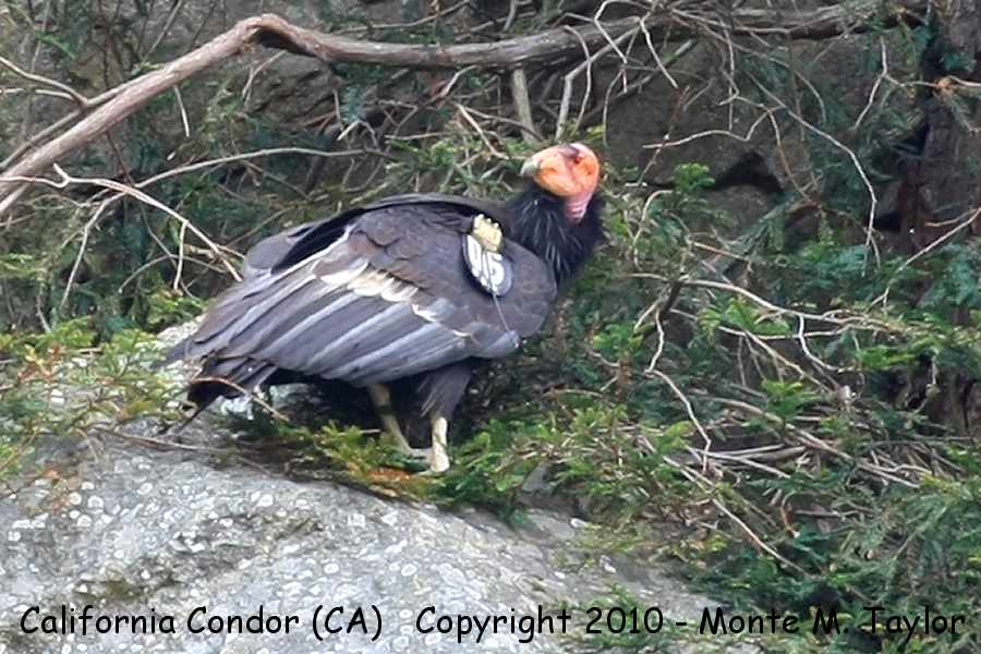 California Condor -winter adult- (Big Sur, California)