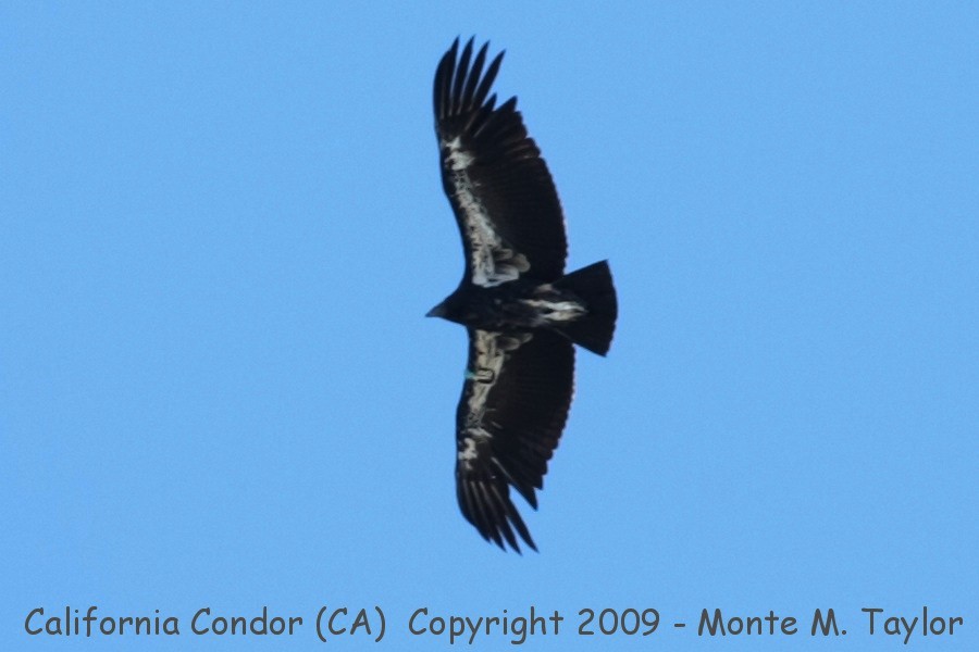 California Condor -summer juvenile- (Big Sur, California)