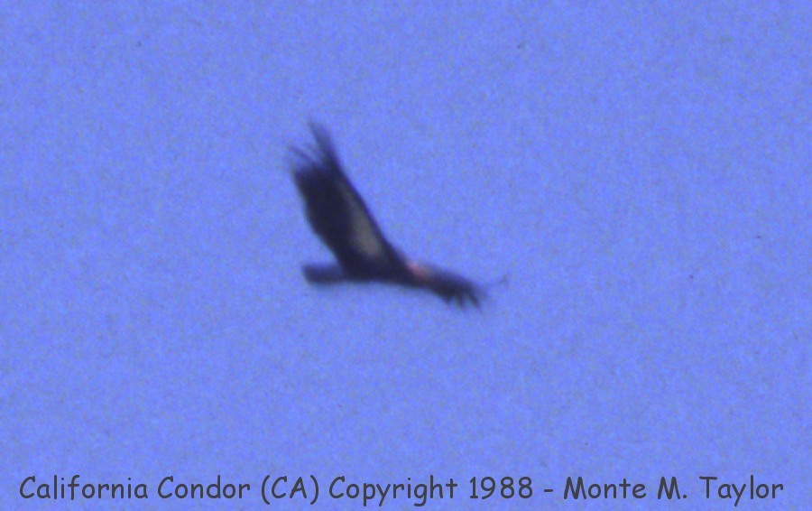 California Condor -summer / pre-capture and release 1988- (Mt. Pinos, California)