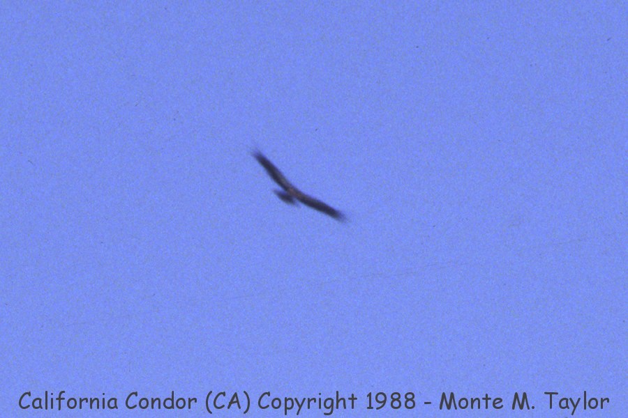 California Condor -summer / pre-capture and release 1988- (Mt. Pinos, California)