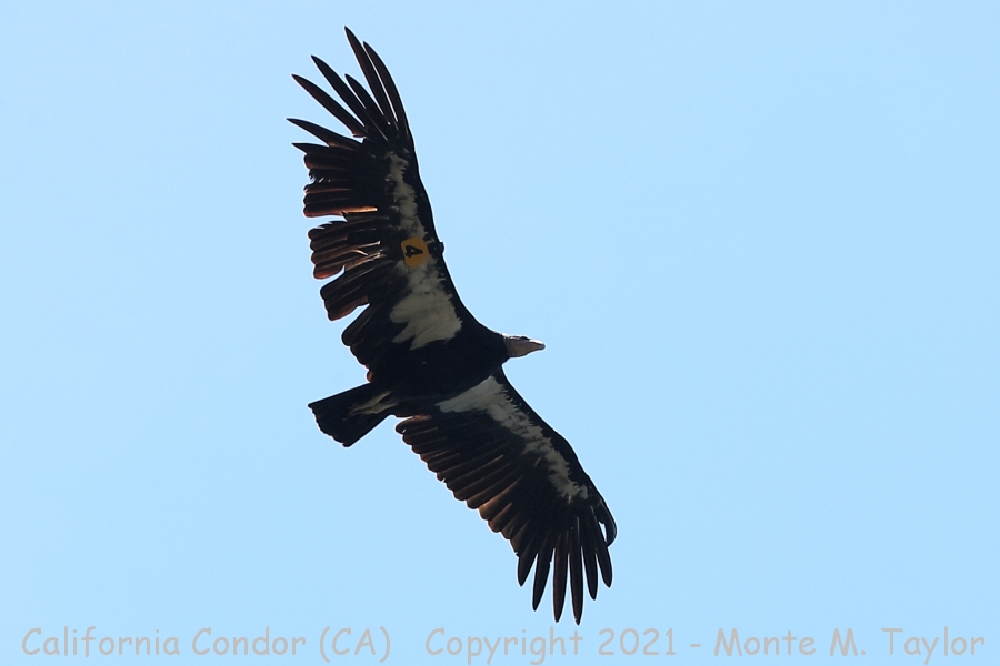 California Condor -summer adult- (Big Sur, California)