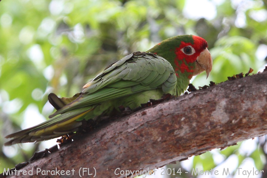 Mitred Parakeet (Mitred Conure) -spring- (Florida)
