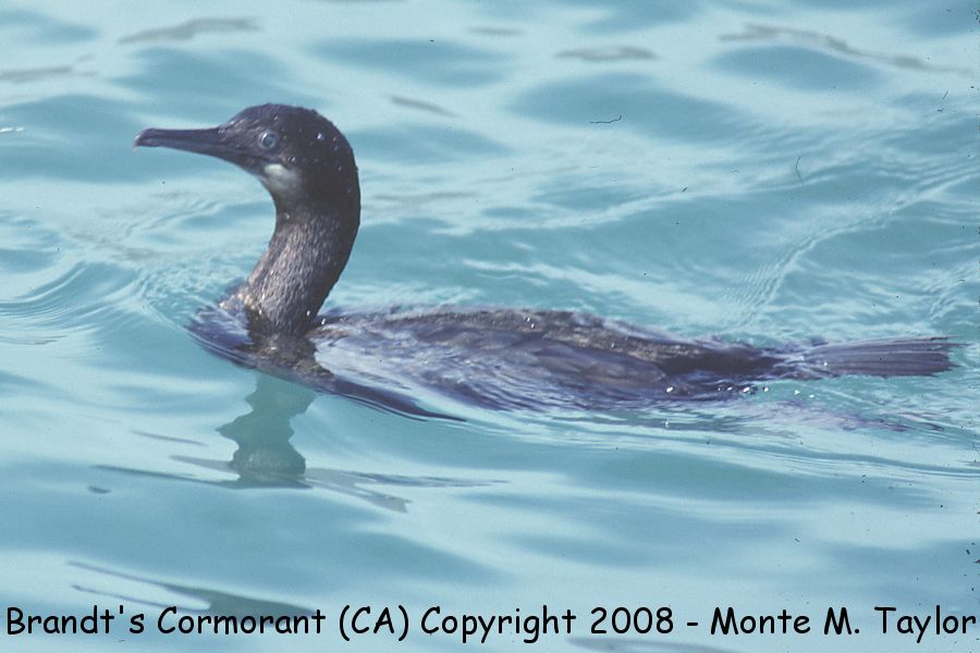 Brandt's Cormorant -fall- (Monterey, California)