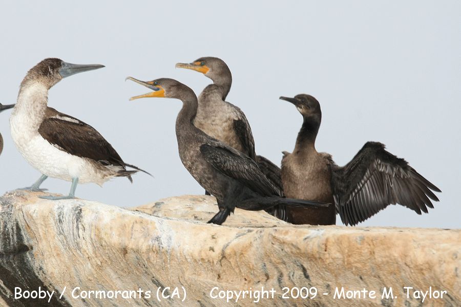 Brandt's Cormorant -right most bird with Blue-footed Booby left- (California)