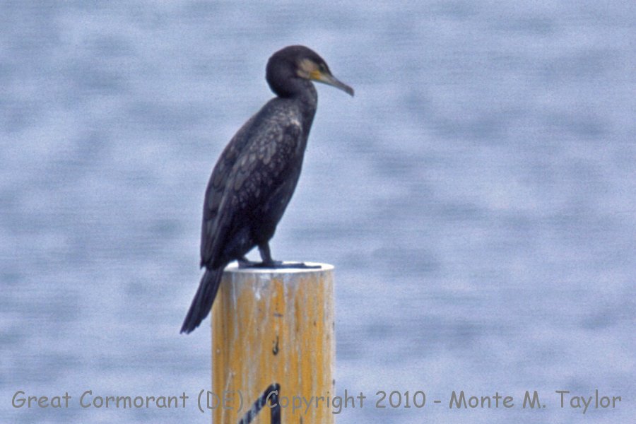 Great Cormorant -fall- (Delaware)