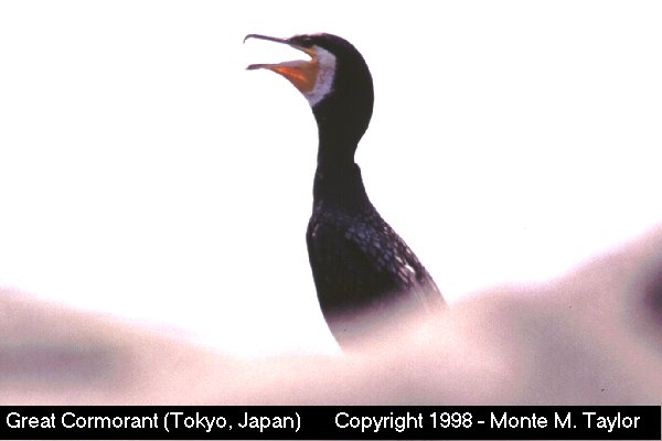 Great Cormorant -winter- (Japan)