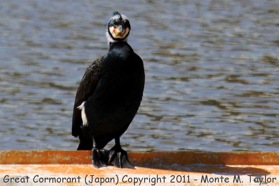 Great Cormorant -winter- (Japan)