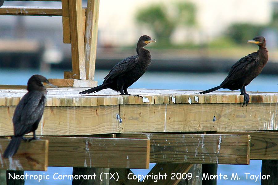 Neotropic Cormorant -winter- (Texas)