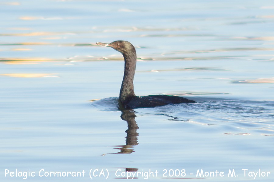 Pelagic Cormorant -winter- (California)