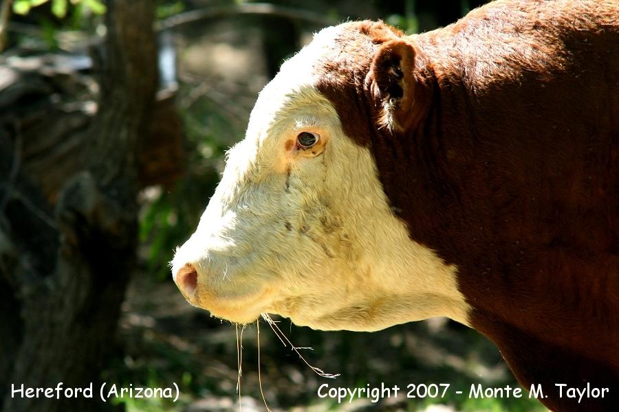 Hereford (Cow) -spring / while looking for the Blue Mockingbird- (Arizona)