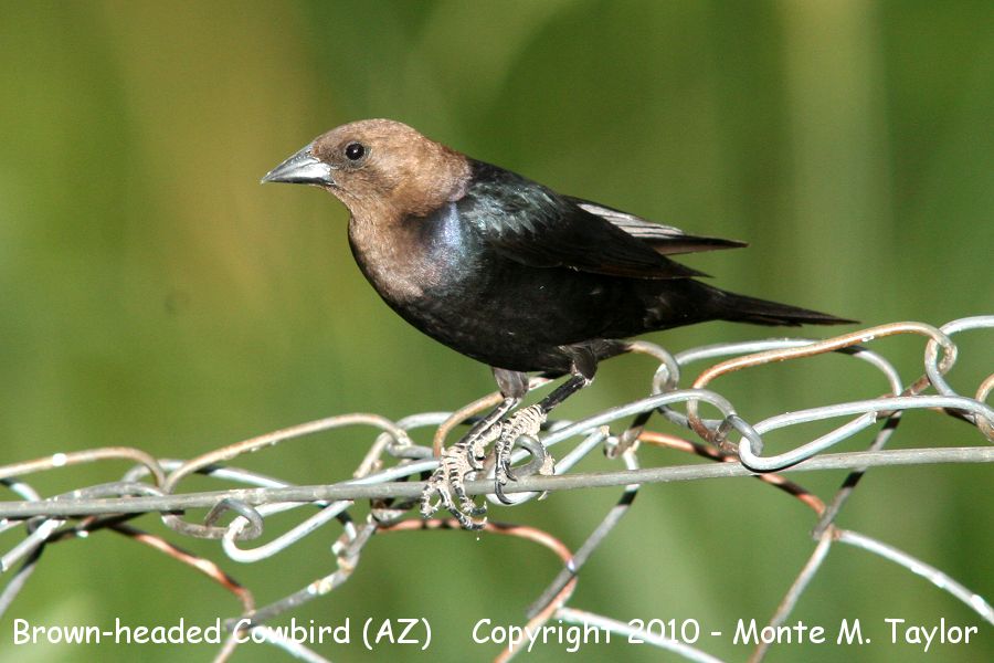 Brown-headed Cowbird -spring male- (Arizona)