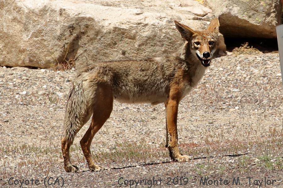 Coyote -spring female- (California)