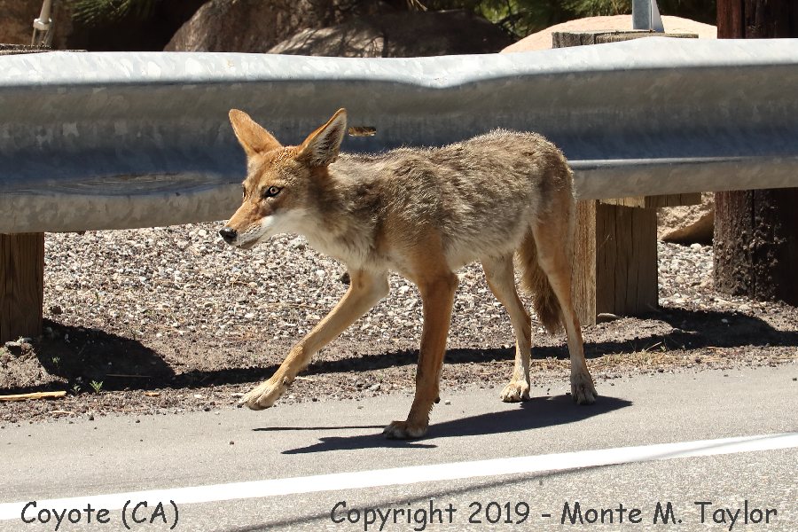 Coyote -spring female- (California)