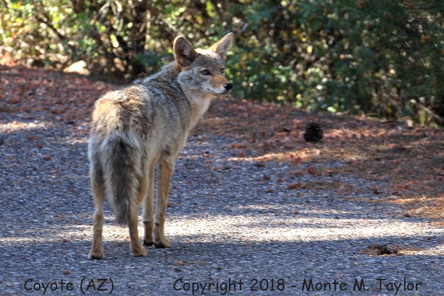 Coyote -spring- (Arizona)