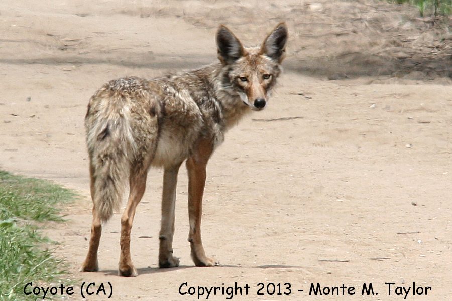 Coyote -spring- (California)
