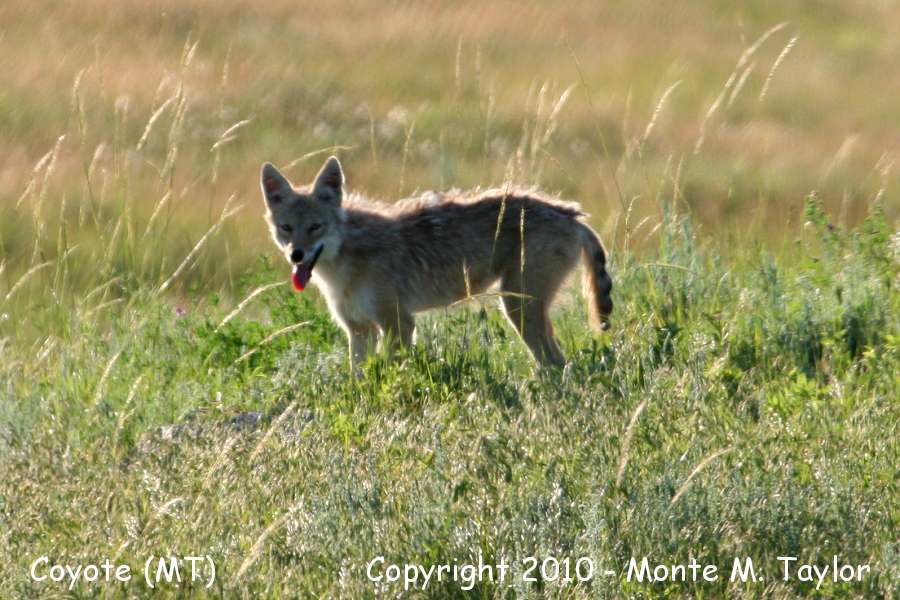 Coyote -summer- (Montana)