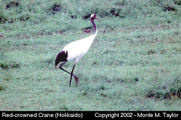 Red-crowned Crane [Japanese Crane] -summer- (Hokkaido, Japan)
