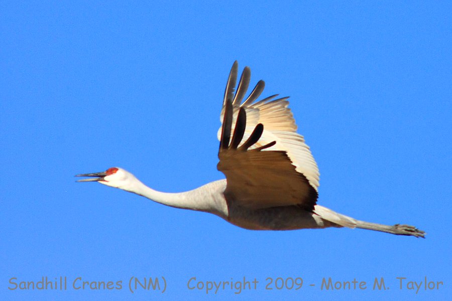 Sandhill Crane -winter- (Bosque Del Apache NWR, New Mexico)