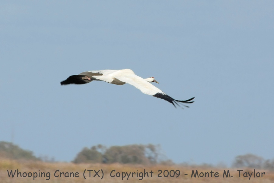 Whooping Crane -winter adult- (Aransas NWR, Texas)