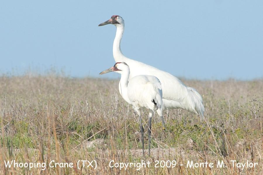 Whooping Crane -winter adult- (Aransas NWR, Texas)