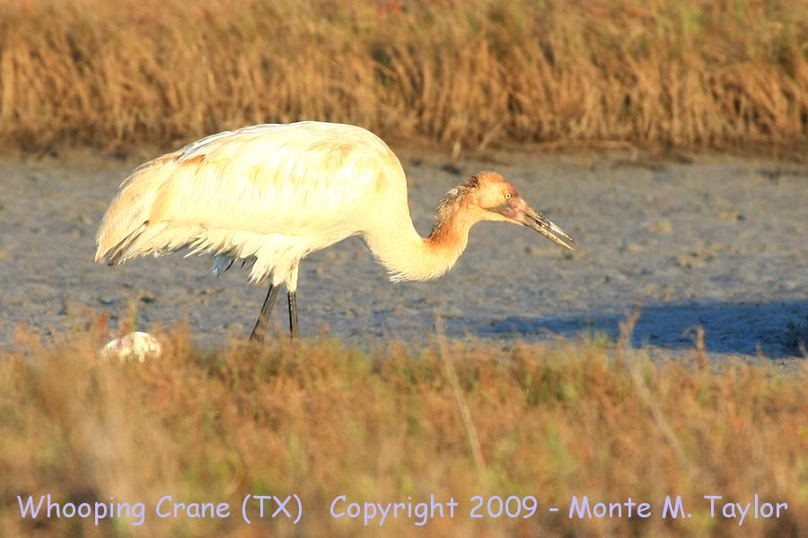 Whooping Crane -winter juvenile- (Aransas NWR, Texas)