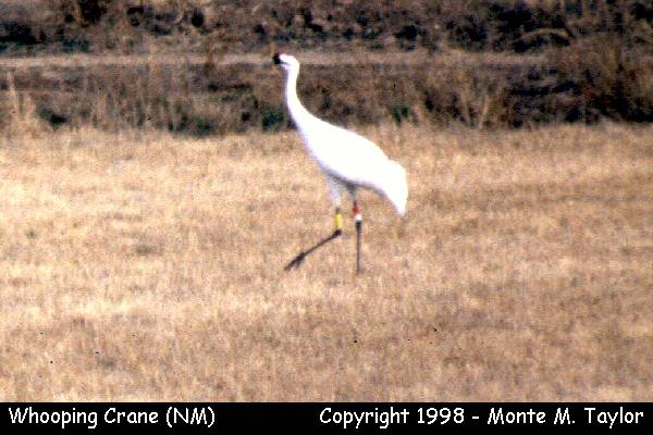 Whooping Crane -winter adult- (Belen NWR, New Mexico)