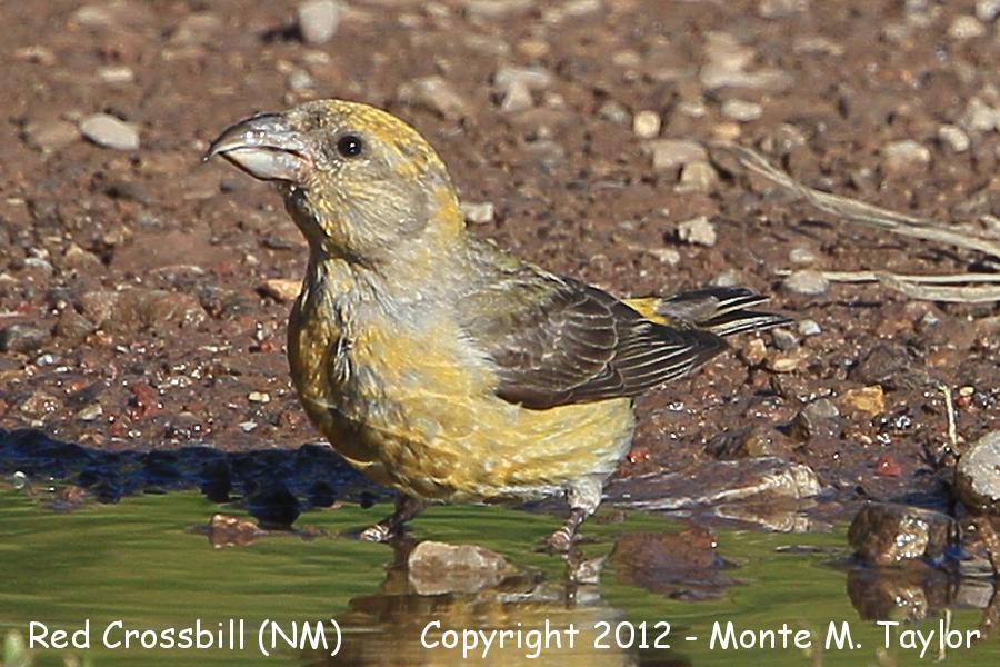 Red Crossbill -summer female- (Sandia Crest, New Mexico)