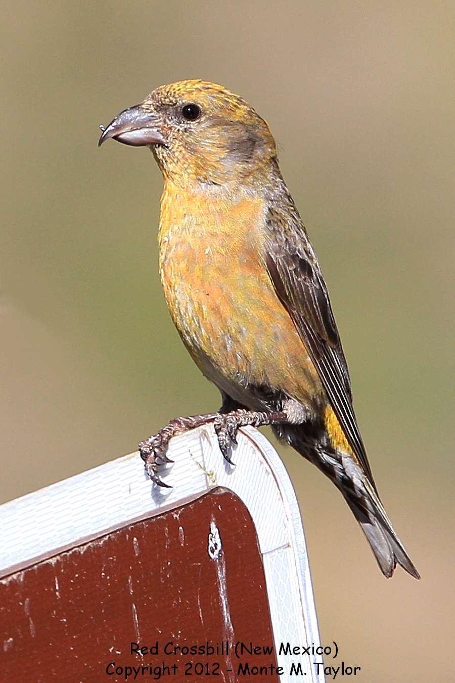 Red Crossbill -summer juvenile male- (Sandia Crest, New Mexico)