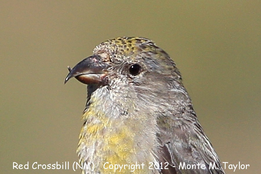 Red Crossbill -summer juvenile- (Sandia Crest, New Mexico)