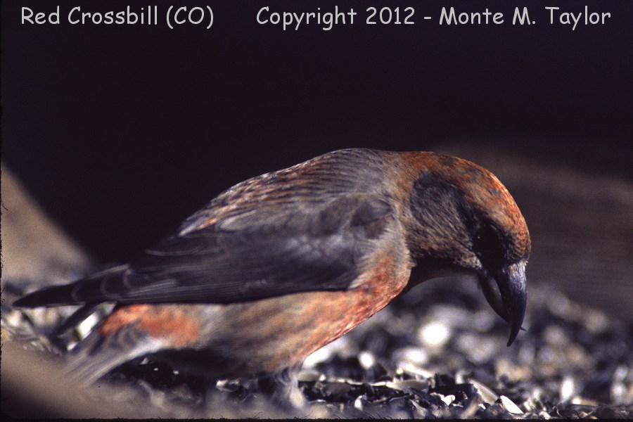 Red Crossbill -spring male- (Colorado)