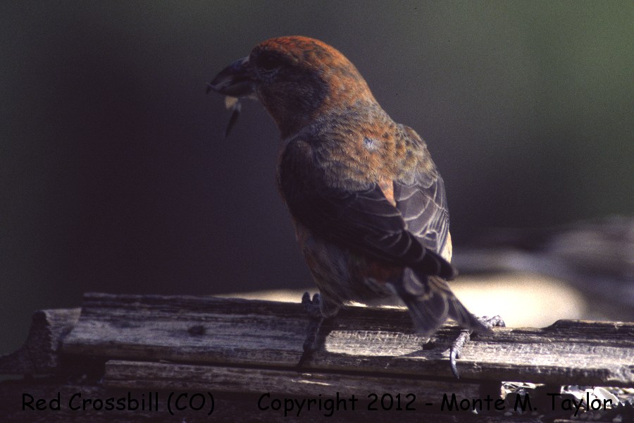 Red Crossbill -spring male- (Colorado)