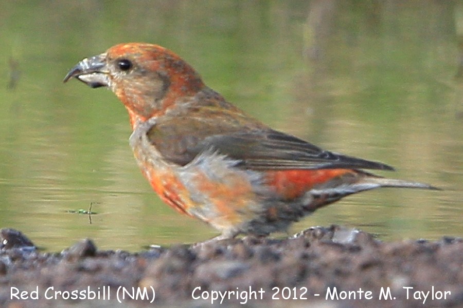 Red Crossbill -summer male- (Sandia Crest, New Mexico)