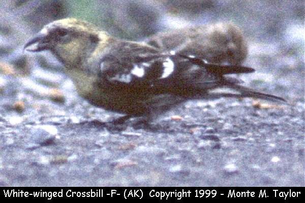 White-winged Crossbill -spring female- (Alaska)