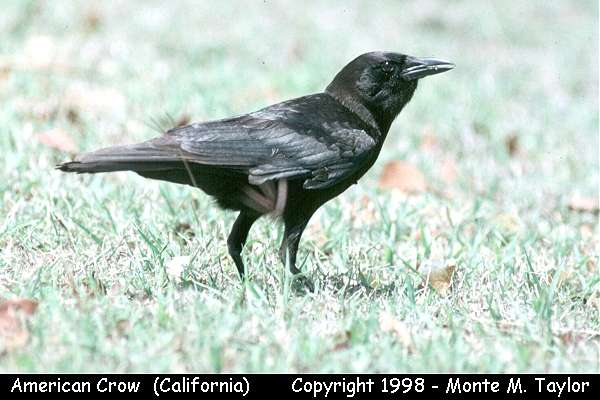 American Crow (California)