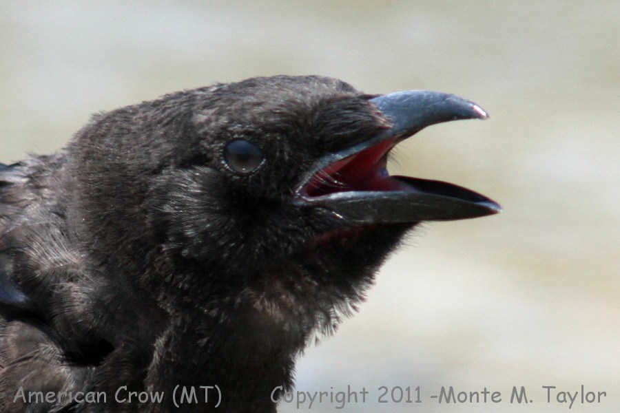American Crow -summer- (Montana)