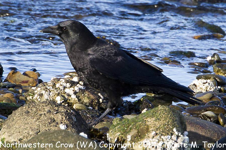 American (Northwestern) Crow -spring- (Washington)