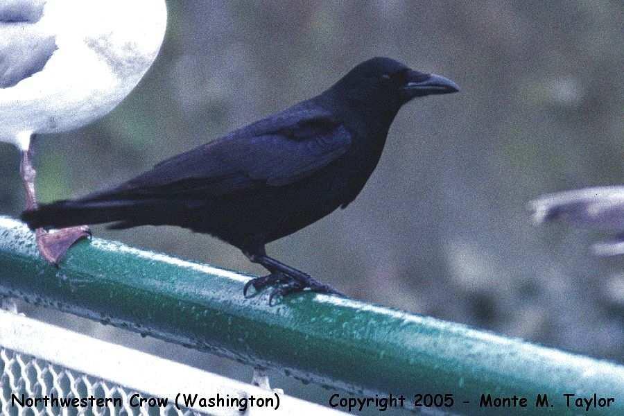 American (Northwestern) Crow -winter- (Vancouver Ferry, Washington)