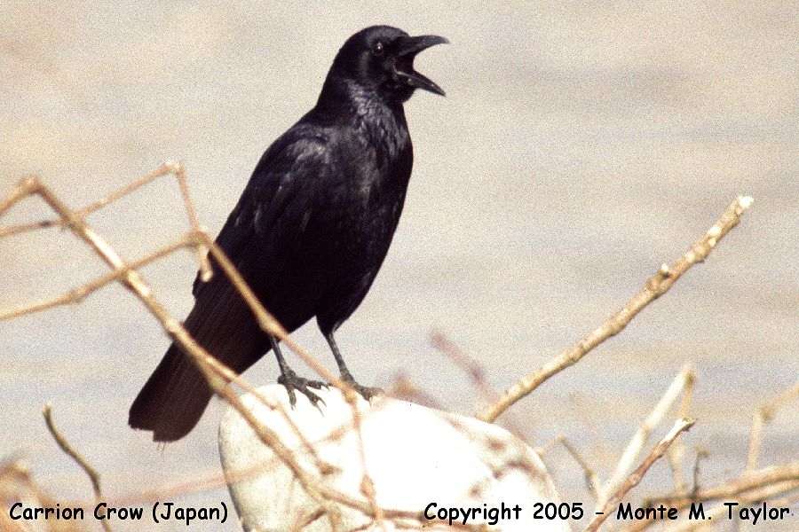 Carrion Crow -summer- (Japan)