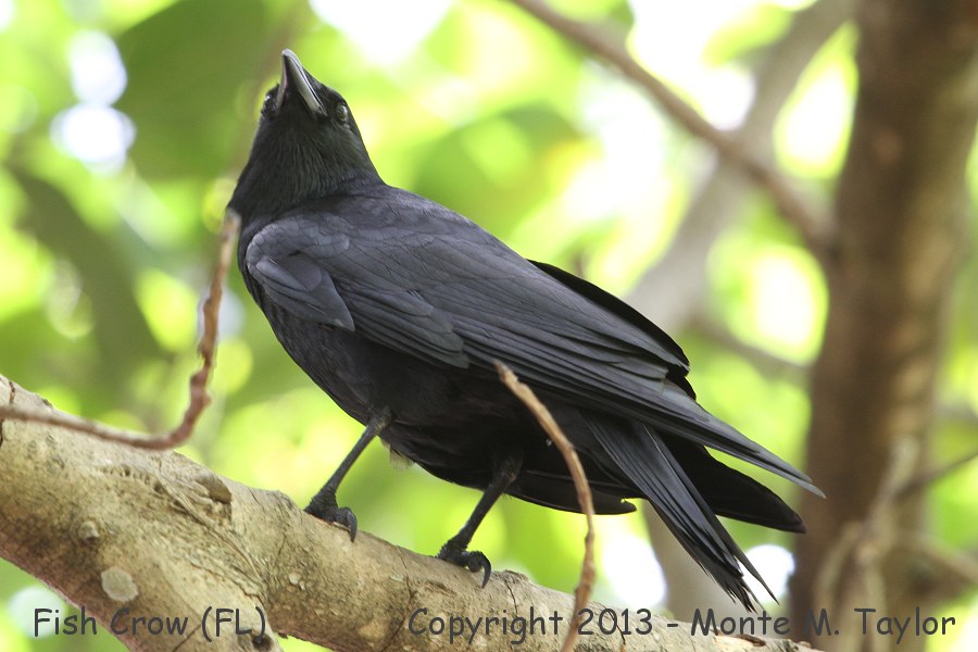 Fish Crow -spring- (Key Biscayne, Florida)