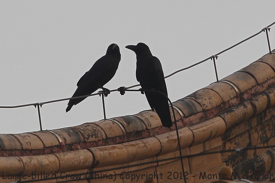 Large-billed Crow -winter- (China)