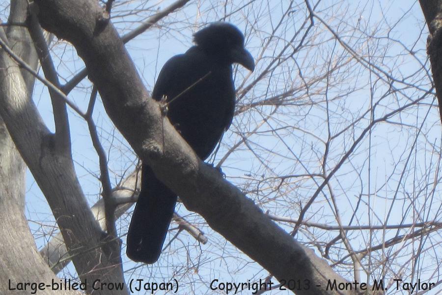 Large-billed Crow -winter- (Japan)