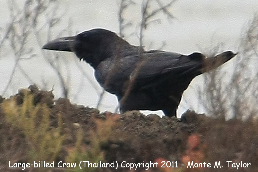 Large-billed Crow -winter- (Petchaburi, Thailand)