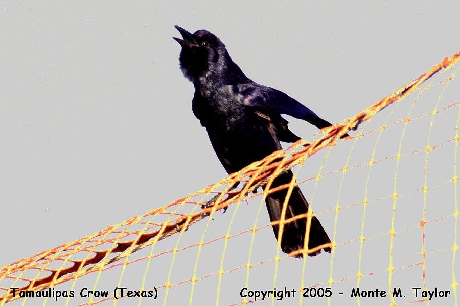 Tamaulipas Crow -Apr 9th, 1986- (Brownsville Dump, Texas)
