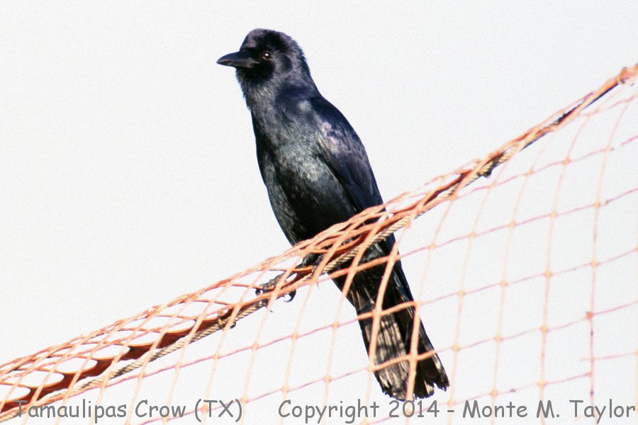 Tamaulipas Crow -Apr 9th, 1986- (Brownsville Dump, Texas)