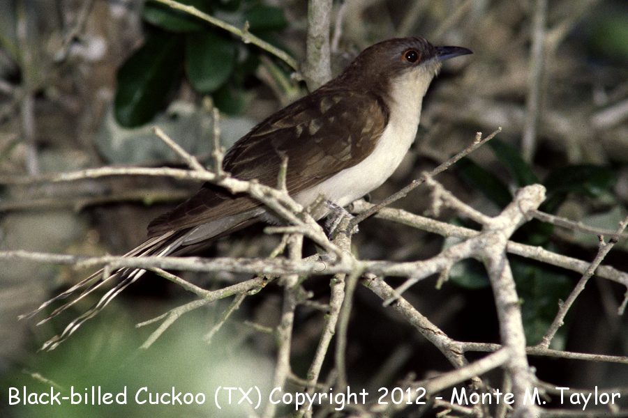 Black-billed Cuckoo -spring- (Texas)
