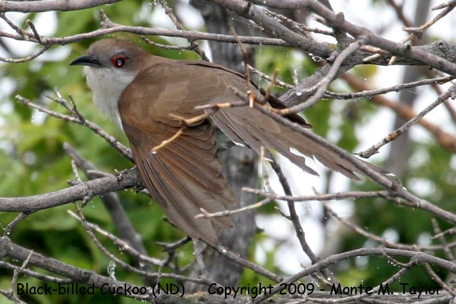Black-billed Cuckoo -summer- (North Dakota)