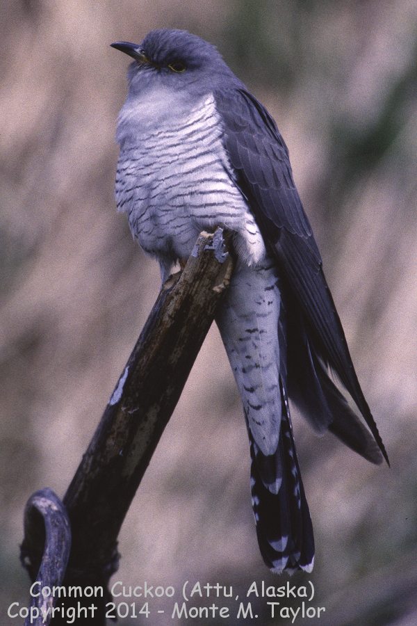 Common Cuckoo -Jun 1993- (Attu Island, Alaska)