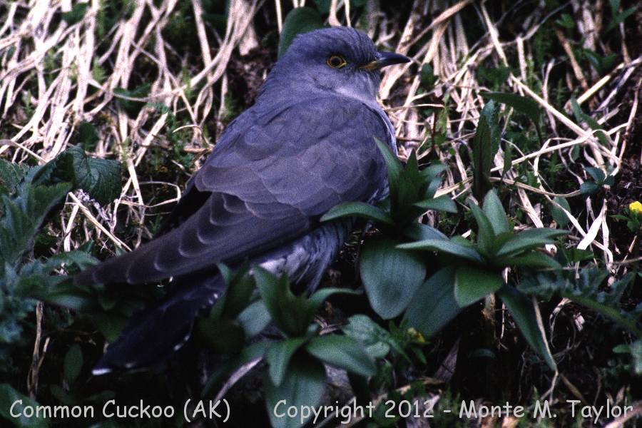 Common Cuckoo -spring- (Attu Island, Alaska)