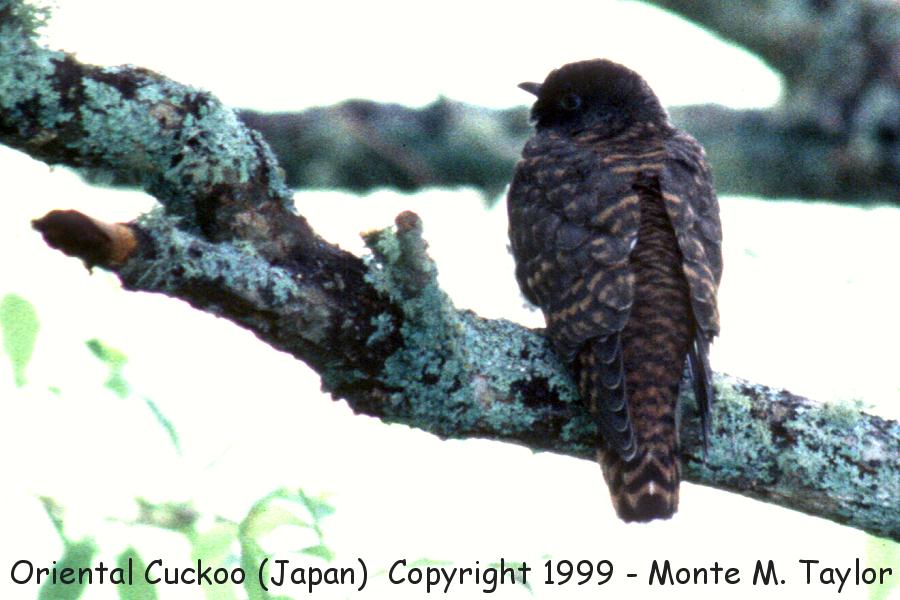 Oriental Cuckoo -summer- (Hokkaido, Japan) now called Himalayan Cuckoo